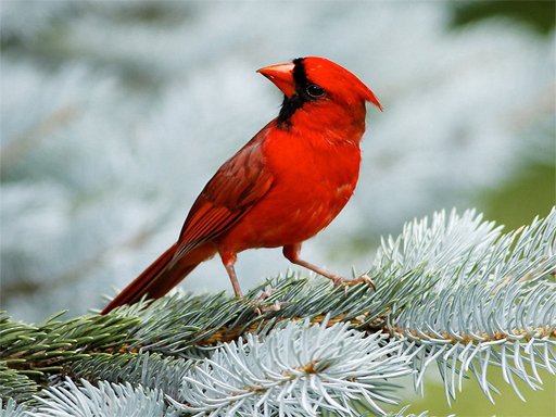 Birds Puzzle Online
